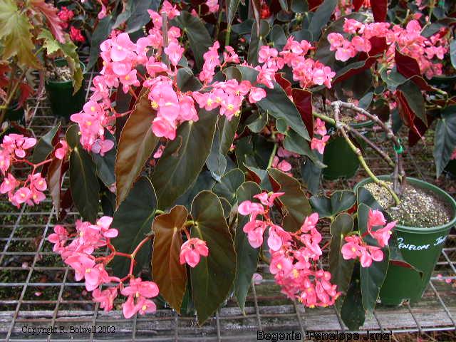 B. ‘Penelope Jane’